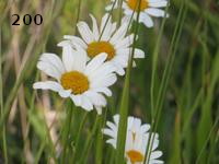 Fleurs